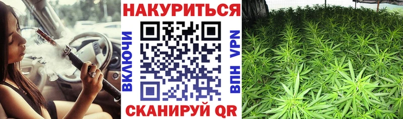 Каннабис конопля Кузнецк